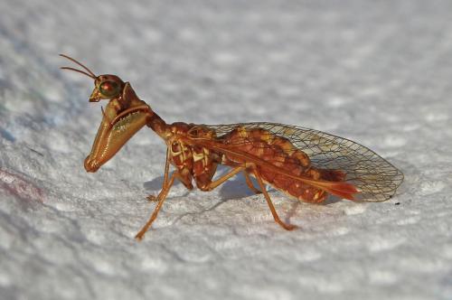 Réf. 268 930 : Mantispa styriaca
